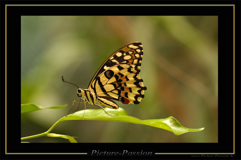 Schmetterling in Grün