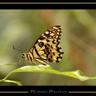 Schmetterling in Grün