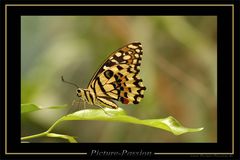 Schmetterling in Grün