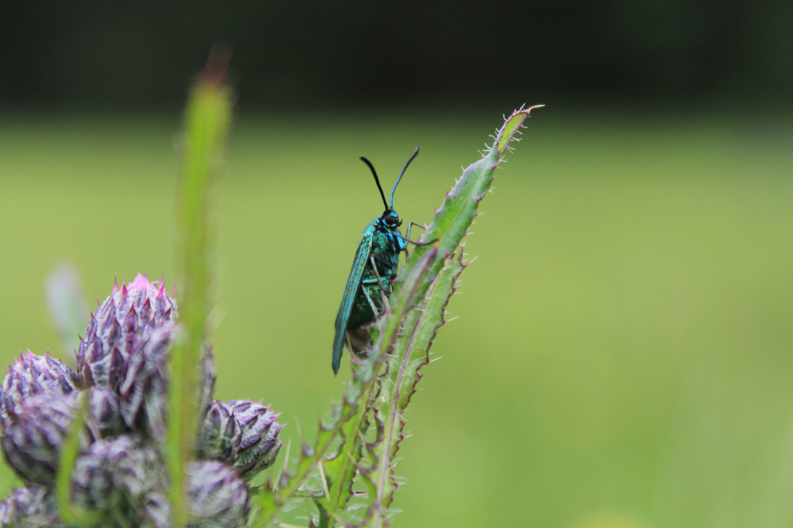 Schmetterling in Grün.Lengenbachtal Ampfer-Grünwidderchen