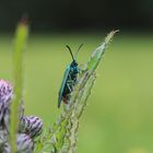 Schmetterling in Grün.Lengenbachtal Ampfer-Grünwidderchen