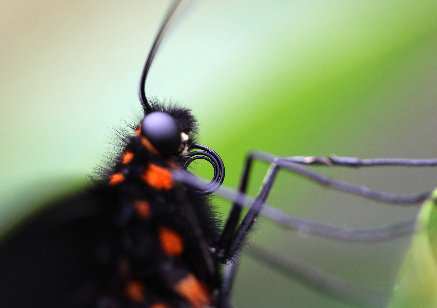 Schmetterling in Guatemala