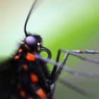 Schmetterling in Guatemala