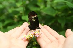 Schmetterling in Händen