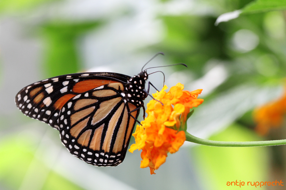 Schmetterling in Hamm