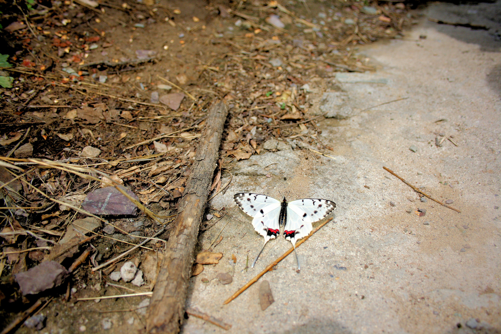 Schmetterling in Hebei, China