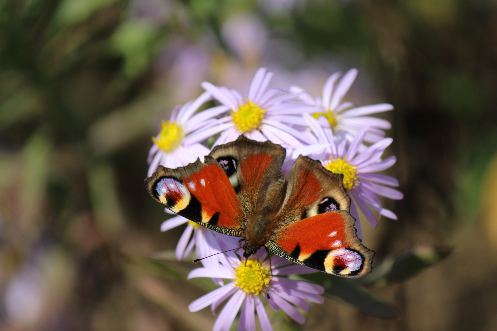 Schmetterling in Herbstsonne