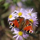 Schmetterling in Herbstsonne