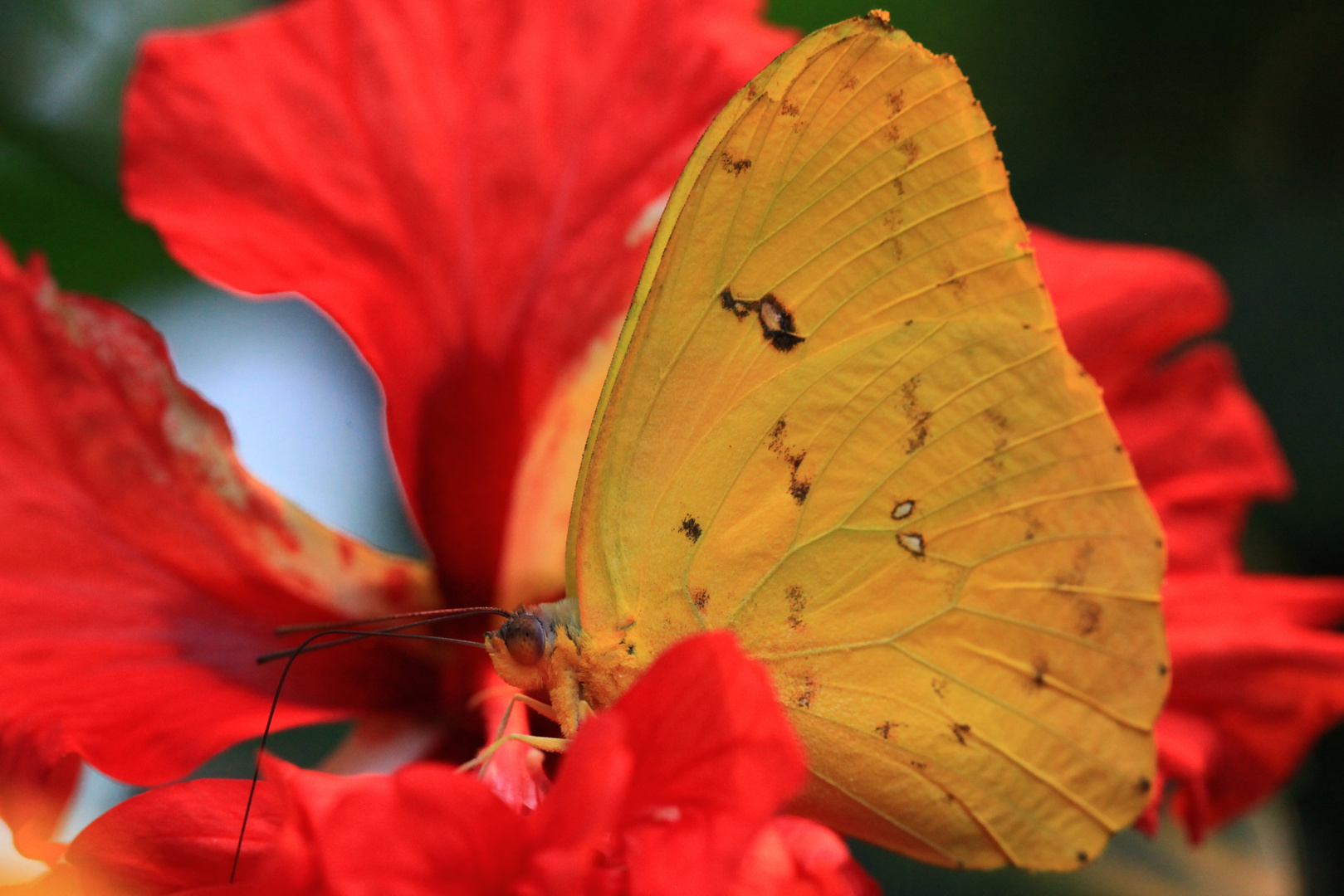 Schmetterling in Hibiskusblüte