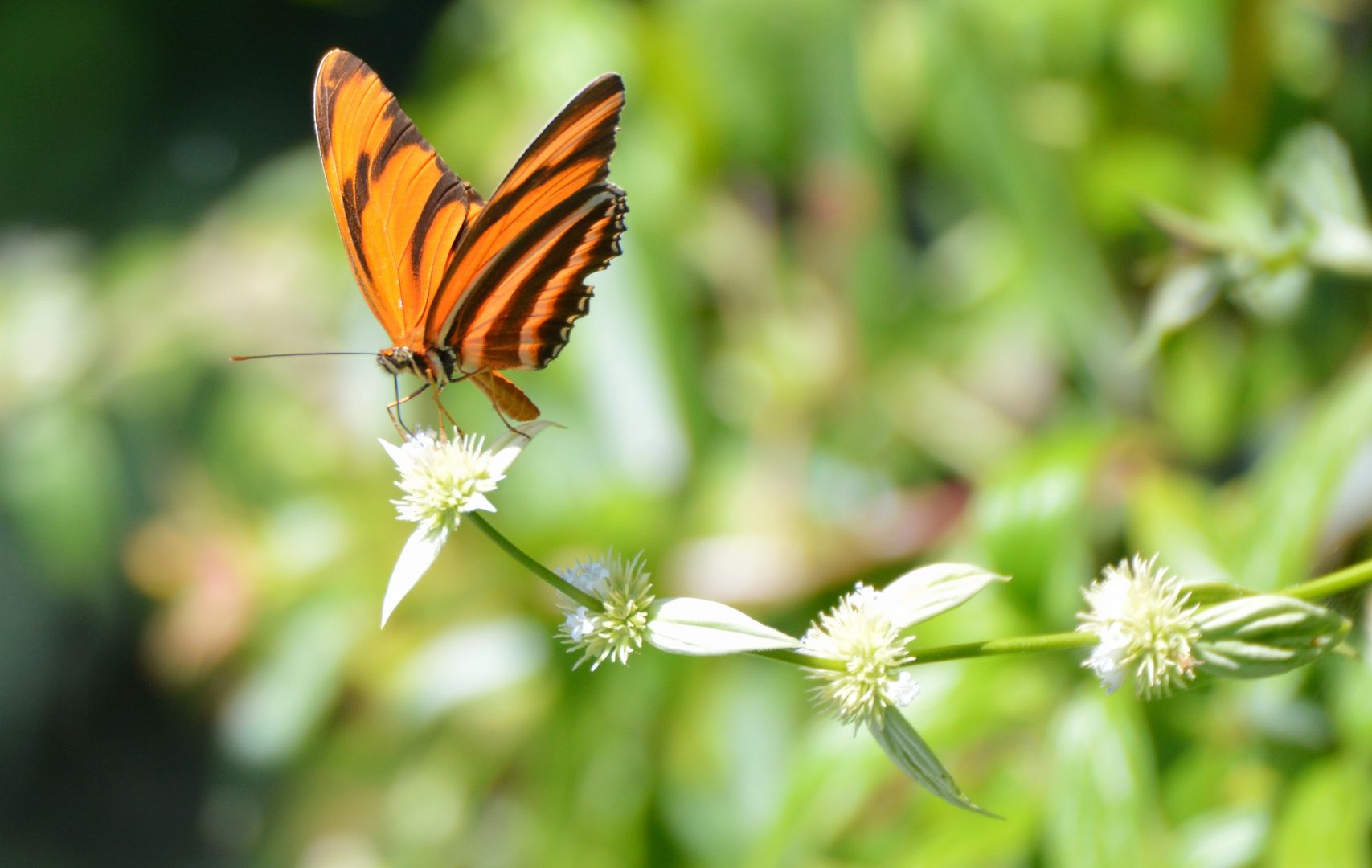 Schmetterling in Iguazu