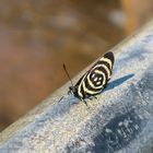 Schmetterling in Iguazú