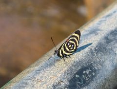 Schmetterling in Iguazú