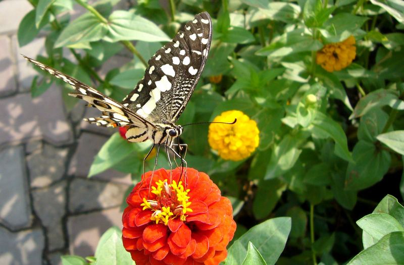 Schmetterling in Indien