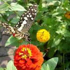 Schmetterling in Indien