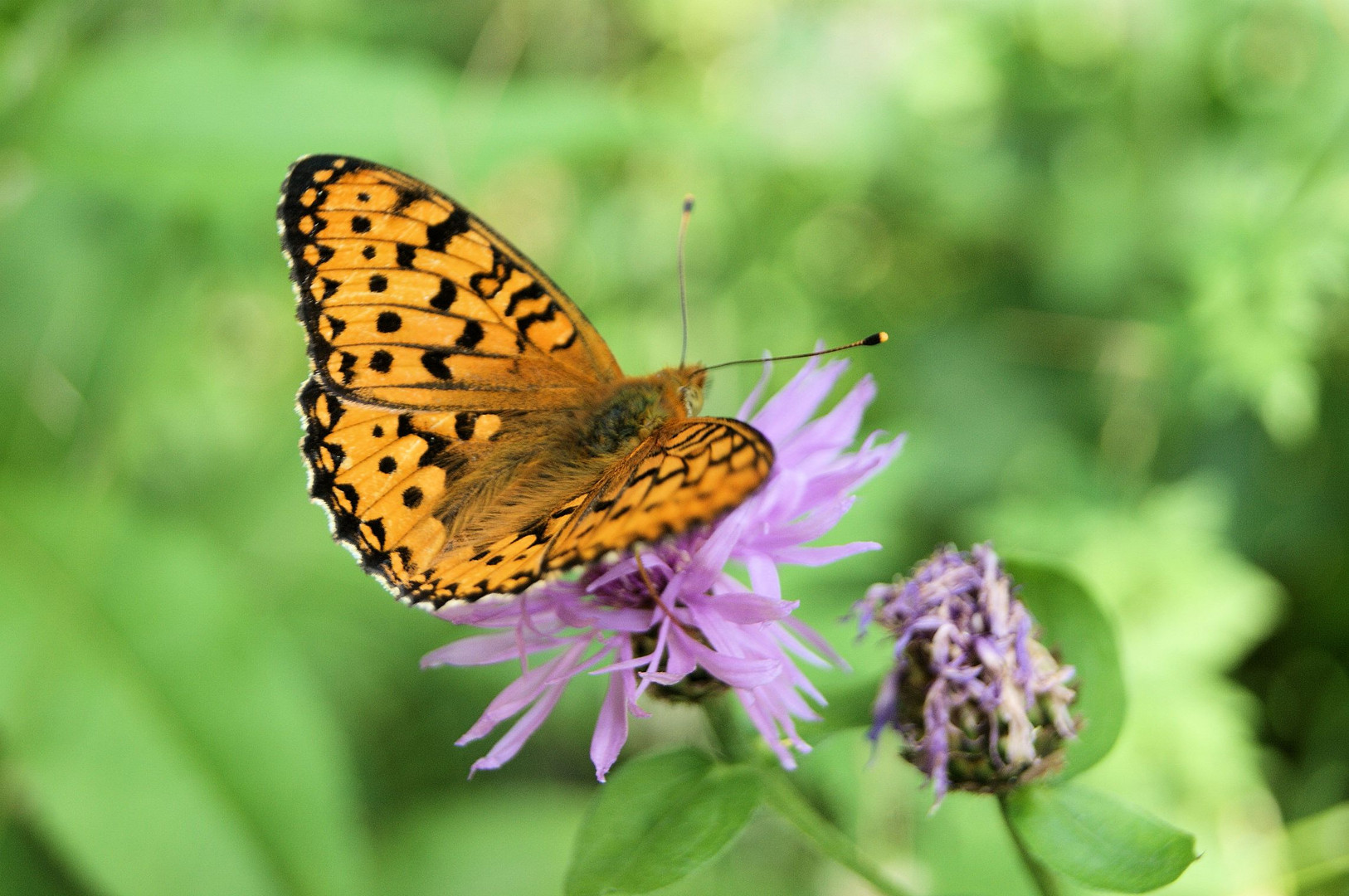 Schmetterling in Italien