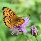 Schmetterling in Italien