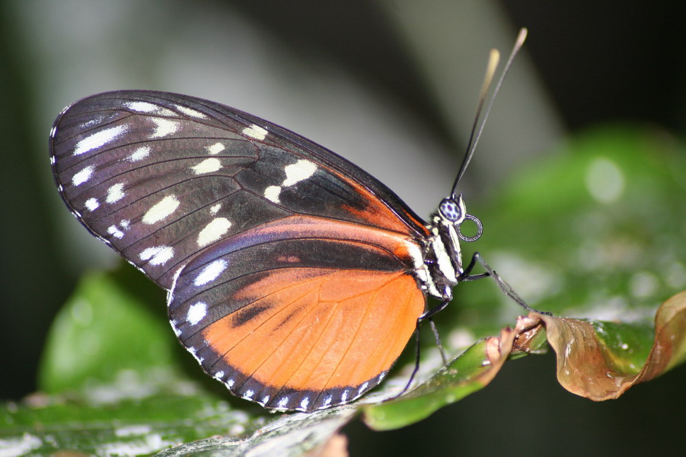 Schmetterling in Kanada