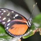 Schmetterling in Kanada