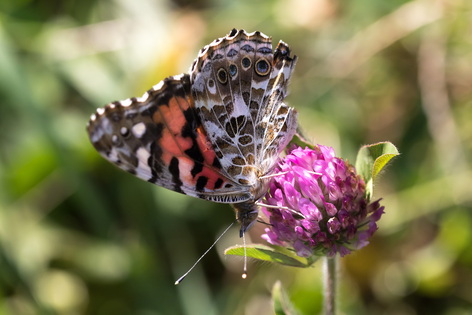 Schmetterling in Kentucky