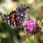 Schmetterling in Kentucky