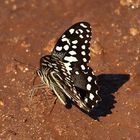 Schmetterling in Kenya