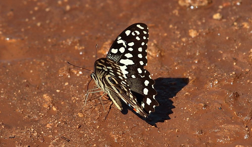 Schmetterling in Kenya