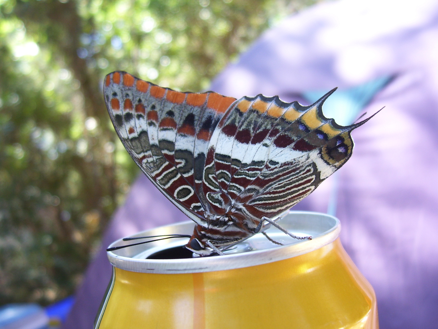 Schmetterling in Kroatien