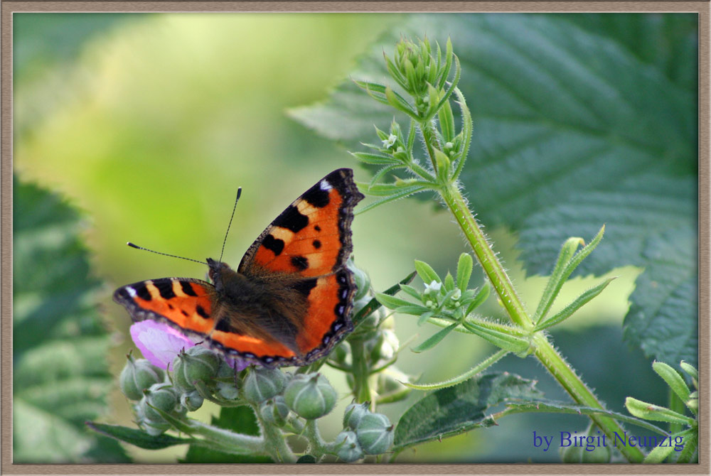 Schmetterling in Kuchem