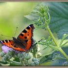 Schmetterling in Kuchem