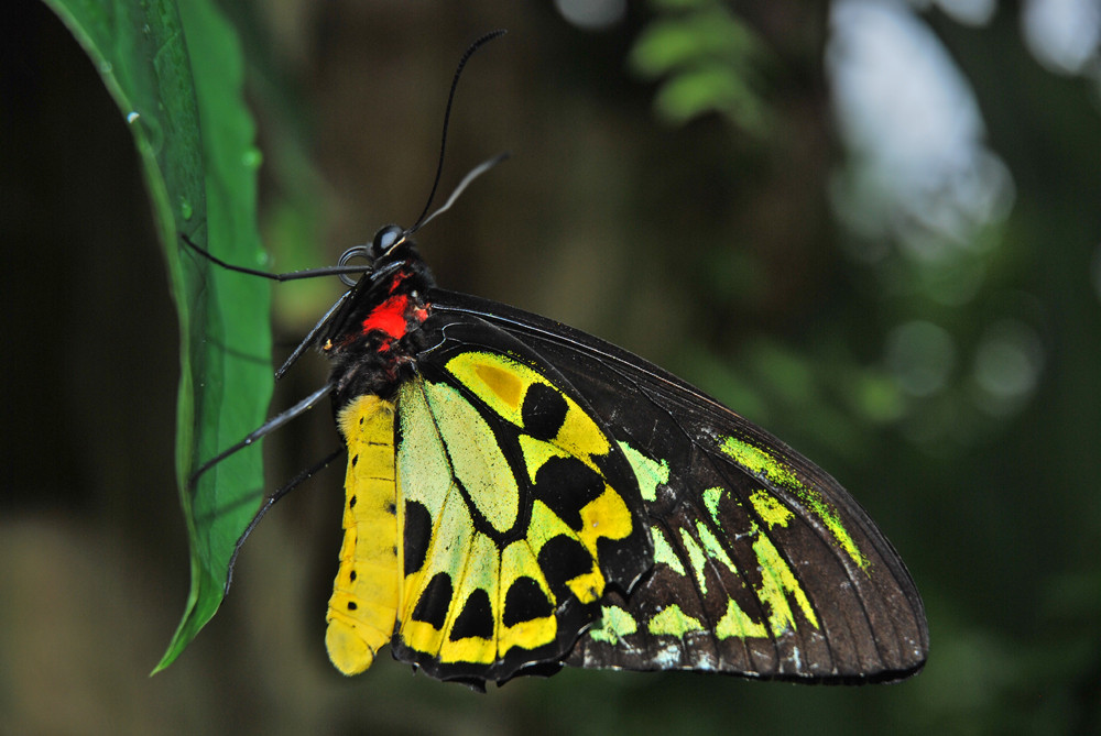 Schmetterling in Kuranda Australien