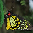 Schmetterling in Kuranda Australien