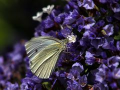 Schmetterling in Lila