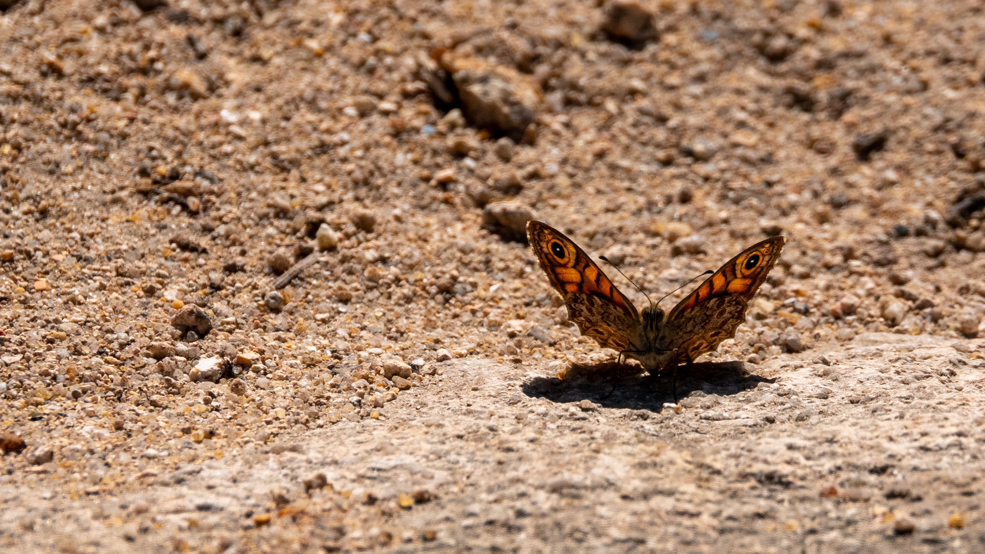 Schmetterling in Lissabon 