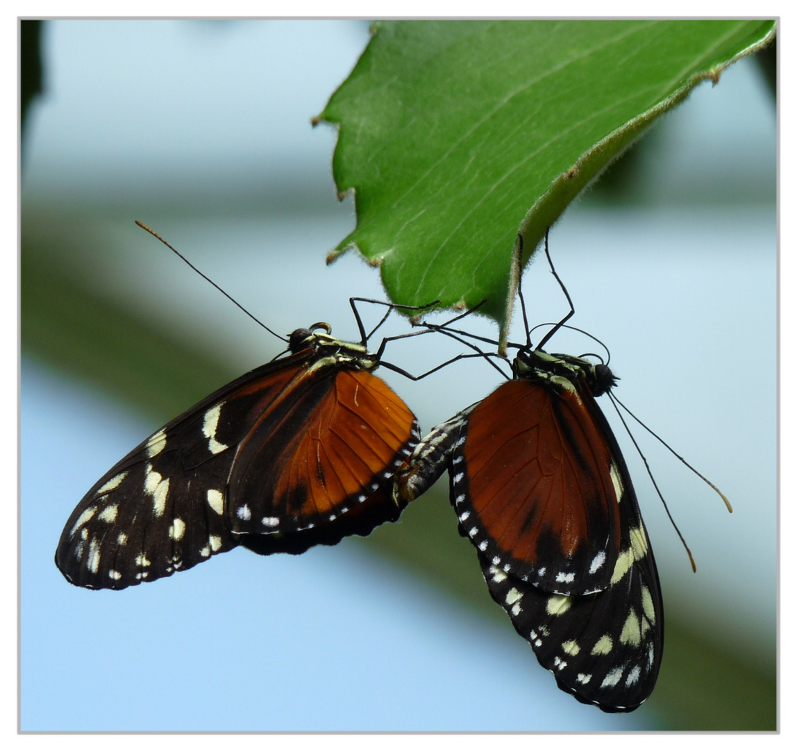 Schmetterling in Love ;-)