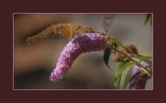 Schmetterling in meinem Garten