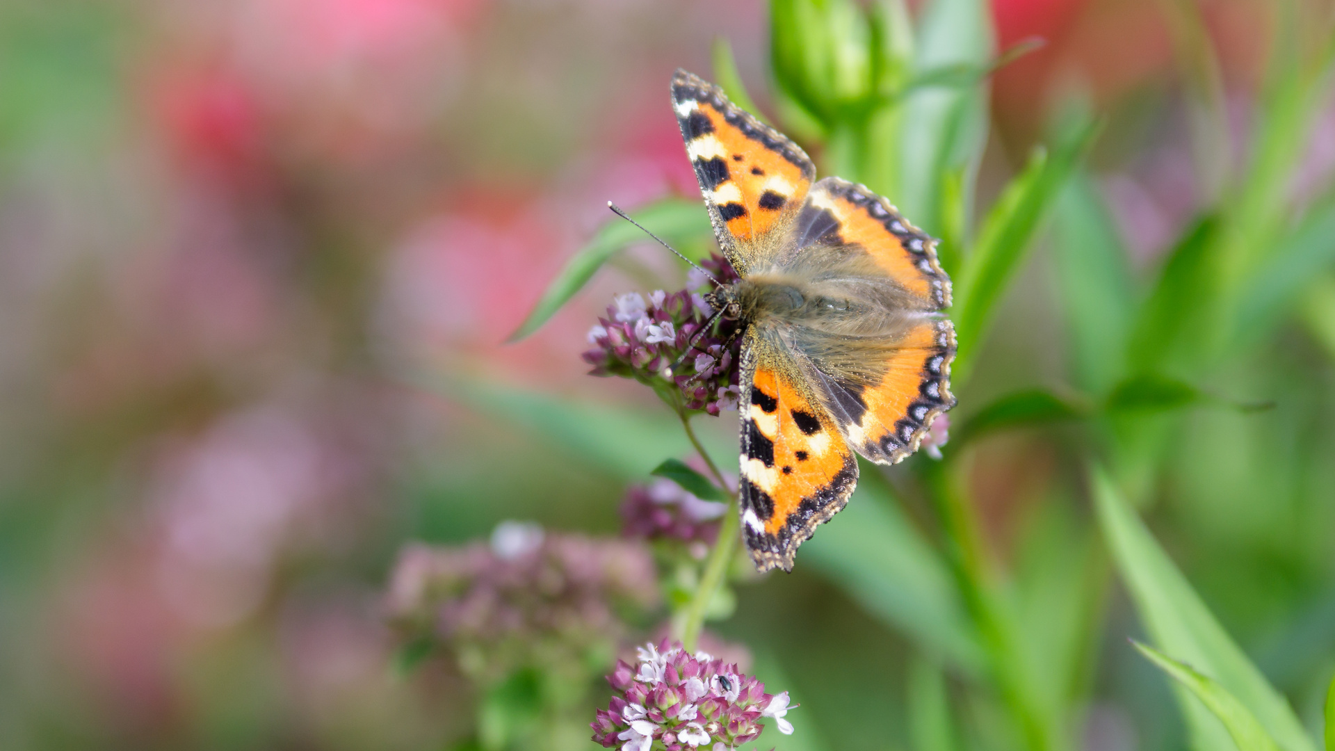 Schmetterling in meinem Garten