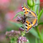 Schmetterling in meinem Garten