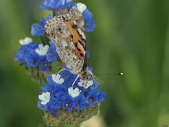 Schmetterling in Meran I