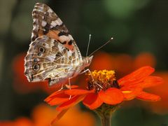 Schmetterling in Meran II