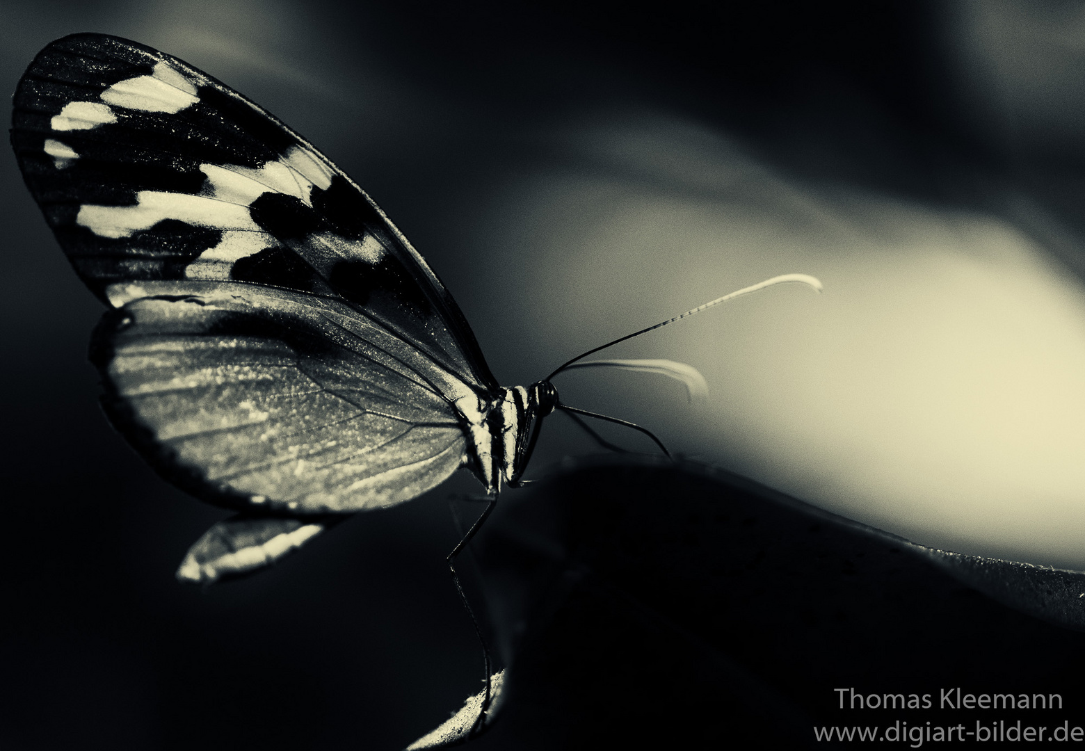 Schmetterling in monochrom