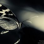 Schmetterling in monochrom