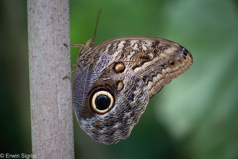 Schmetterling in Monteverde - Costa Rica