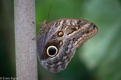 Schmetterling in Monteverde - Costa Rica