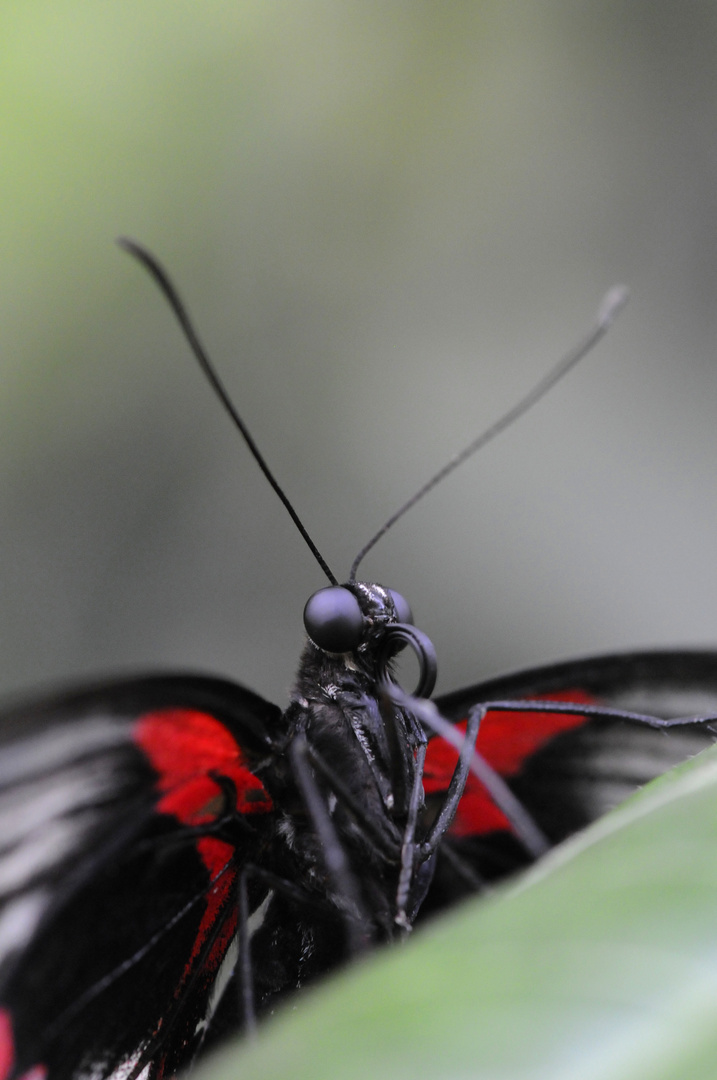 Schmetterling in Nahaufnahme