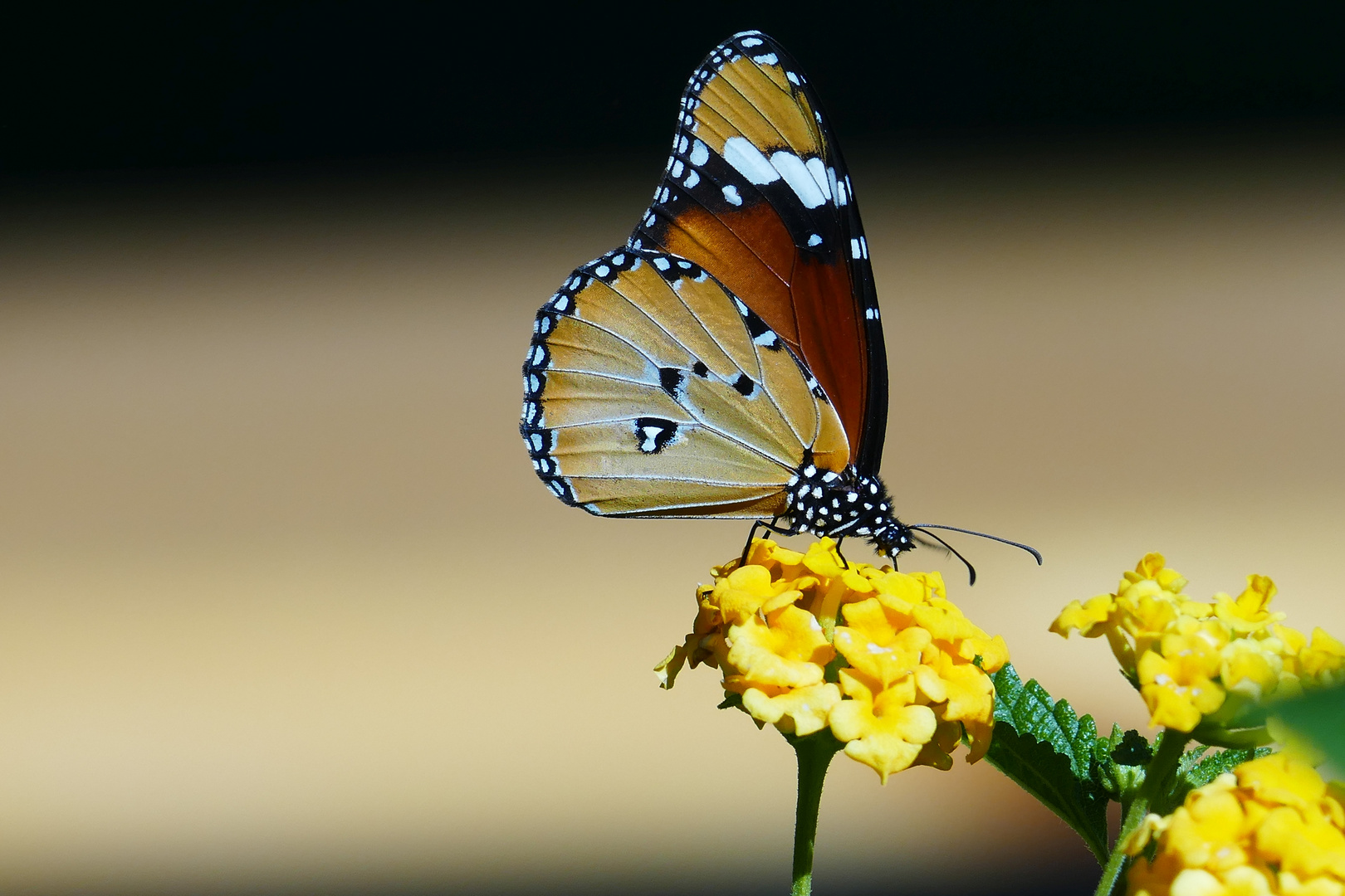 Schmetterling in Namibia