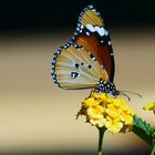Schmetterling in Namibia