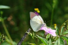 Schmetterling in Namibia