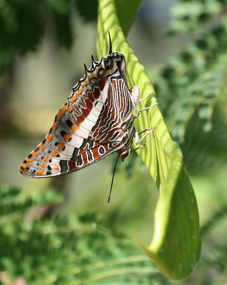 Schmetterling in Namibia