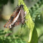 Schmetterling in Namibia