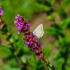 Schmetterling in Omas Garten